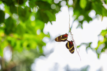 Beautiful macro picture of a couple butterflies copulating together