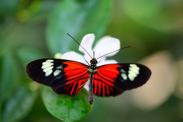 Obraz na płótnie Canvas Beautiful macro picture of a black, red and white butterfly sitting on a bright flower.
