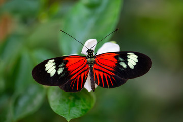 Fototapeta na wymiar Beautiful macro picture of a black, red and white butterfly sitting on a bright flower.