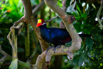 Blue parrot with a red and yellow beak is sitting in a tree.