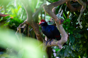 Blue parrot with a red and yellow beak is sitting in a tree.