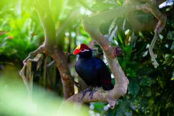 Blue parrot with a red and yellow beak is sitting in a tree.