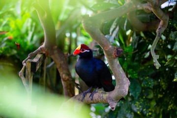 Blue parrot with a red and yellow beak is sitting in a tree.