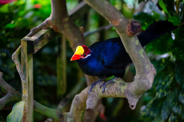 Blue parrot with a red and yellow beak is sitting in a tree.