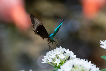 Beautiful macro picture of a butterfly,  Papilio palinurus, also known as Emerald Banded Peacock. Place of Origin is Indonesia, Southeast Asia.
