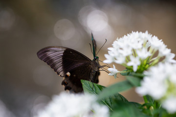 Beautiful macro picture of a butterfly,  Papilio palinurus, also known as Emerald Banded Peacock. Place of Origin is Indonesia, Southeast Asia.