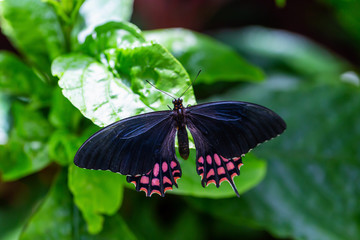 Fototapeta na wymiar Beautiful macro picture of a black and pink butterfly sitting on a leaf.