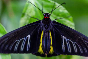 Beautiful macro picture of a black, blue and yellow butterfly sitting on a leaf.