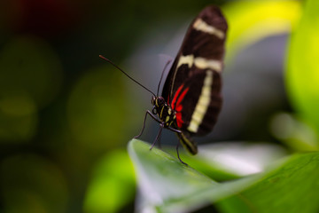 Obraz na płótnie Canvas Beautiful macro picture of a black, red and white butterfly sitting on a leaf.