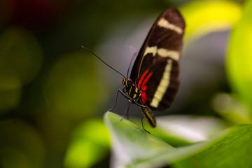 Obraz na płótnie Canvas Beautiful macro picture of a black, red and white butterfly sitting on a leaf.