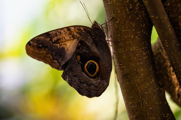 Fototapeta premium Beautiful macro picture of a butterfly, Caligo memnon, also knowed as the Giant Owl. Place of Origin is Costa Rica, Central American.