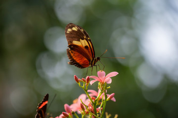 Beautiful macro picture of a brown and white butterfly sitting on a flower.