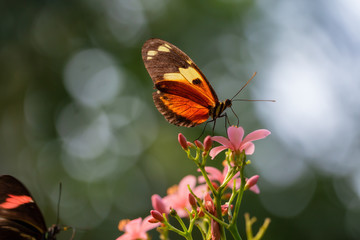 Beautiful macro picture of a brown and white butterfly sitting on a flower.