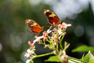Beautiful macro picture of a brown and white butterfly sitting on a flower.