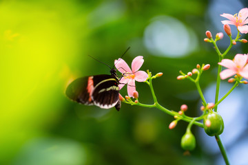 Beautiful macro picture of a black, red and white butterfly sitting on a bright flower.