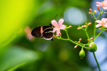 Beautiful macro picture of a black, red and white butterfly sitting on a bright flower.