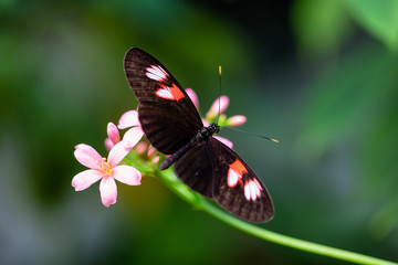 Fototapeta na wymiar Beautiful macro picture of a black, red and white butterfly sitting on a bright flower.