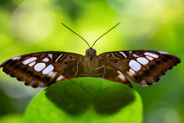 Beautiful macro picture of a brown and white butterfly sitting on a green leaf.