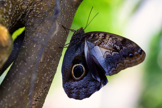 Beautiful macro picture of a butterfly, Caligo memnon, also knowed as the Giant Owl. Place of Origin is Costa Rica, Central American.