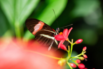 Beautiful macro picture of a black, red and white butterfly sitting on a bright flower.