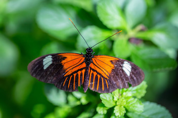 Fototapeta premium Beautiful macro picture of a orange, black and white butterfly, Doris.