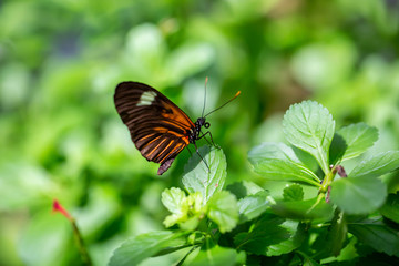 Fototapeta na wymiar Beautiful macro picture of a orange, black and white butterfly, Doris.