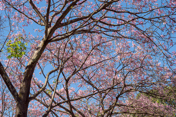 Barriguda or Paineira tree, present in the Brazilian Cerrado with its variants of colors.