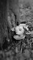 fungus on tree