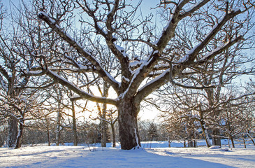 Sunrise on a winter landscape with large trees.