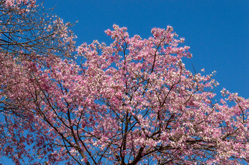Barriguda or Paineira tree, present in the Brazilian Cerrado with its variants of colors.