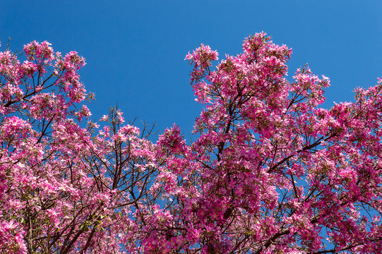 Barriguda or Paineira tree, present in the Brazilian Cerrado with its variants of colors.