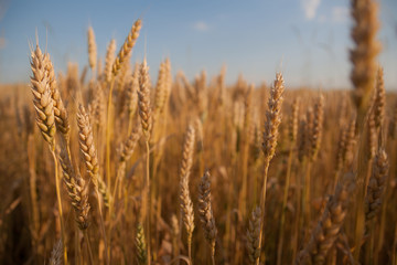 Wheat field rural landscape