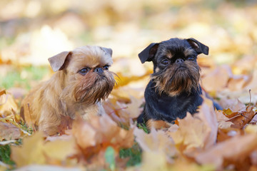 Brussels Griffon dogs (Griffon Bruxellois and Griffon Belge) lying outdoors in fallen maple leaves...