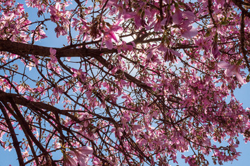 Barriguda or Paineira tree, present in the Brazilian Cerrado with its variants of colors.