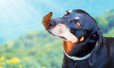 Cute funny dog portrait with butterfly. Colorful butterfly sitting on dog's nose on bright nature...