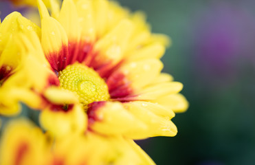 Chrysanthemums flower is beautiful in the garden.for background,Abstract,texture,Soft and Blurred style.postcard