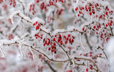 Berries of barberry. Barberry on the branch. Barberry in frost on branches. Winter background.