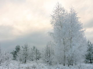 Fototapeta na wymiar Beautiful Winter landscape grass and trees in snow