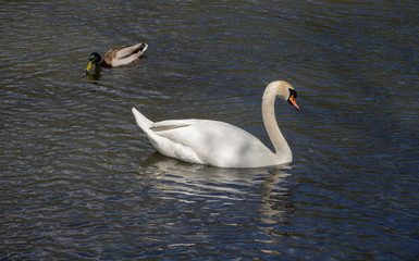 Obraz premium Swan and duck swimming on the lake spring time