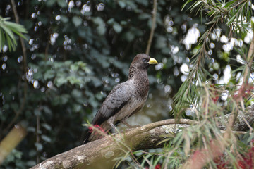 Eastern Grey Plantain Eater standing on a branch in Uganda