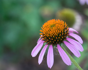 Coneflower