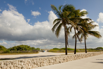 Fototapeta na wymiar Palm trees at miami beach coast