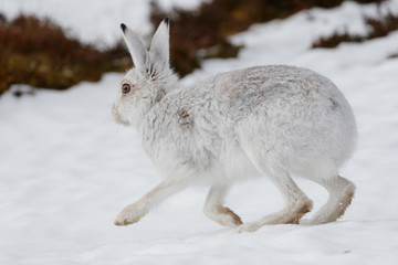 whte mountain hare