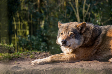 Der Wolf (Canis lupus)