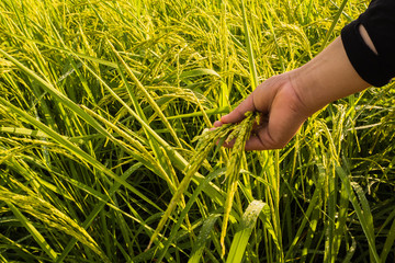 Naklejka premium Close Up Paddy rice field with hand