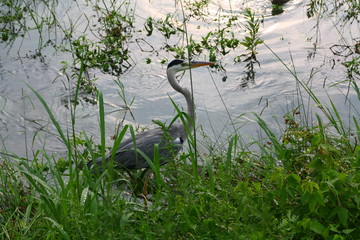 Grey heron in the Kamagawa river at sunset. Kyoto, Japan. Dawn