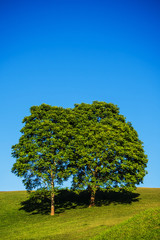 landscape  of tree with blue  sky