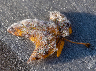 Gefroren
