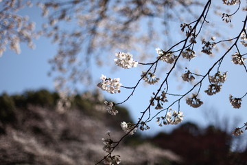 天神様の桜