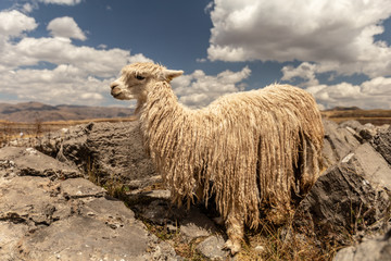 Sacsayhuaman